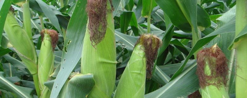 金科玉3306玉米品种的特性，适宜播期4月下旬至5月上旬