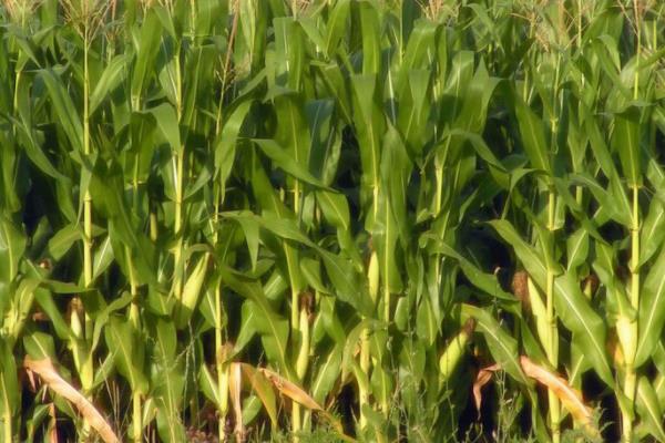 民玉46玉米种子介绍，适宜播期6月上中旬