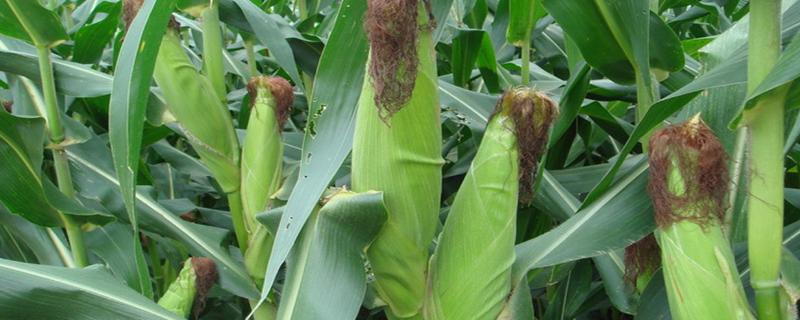 晋鹏玉985玉米种子特征特性，适宜播期4月下旬至5月上旬