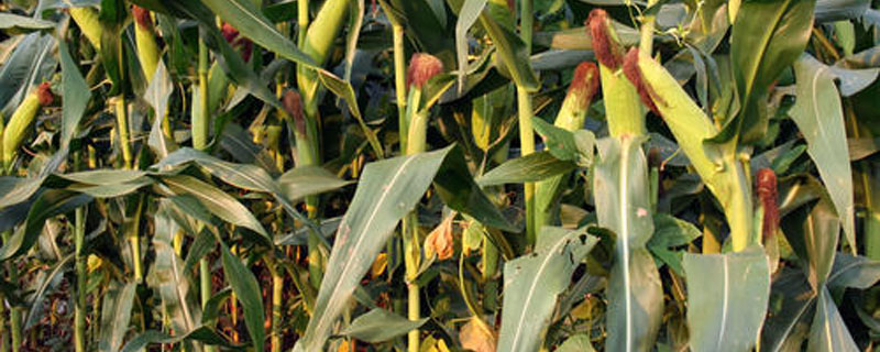强盛370玉米种子介绍，注意防治玉米螟虫