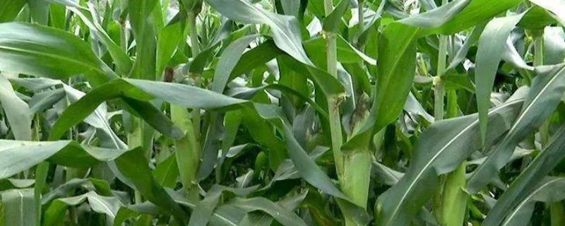 鑫瑞普985玉米种子特点，适宜播期4月下旬至5月上旬