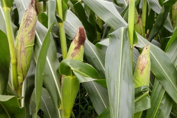 日茂2号玉米种子特征特性，适宜播期4月下旬至5月上旬