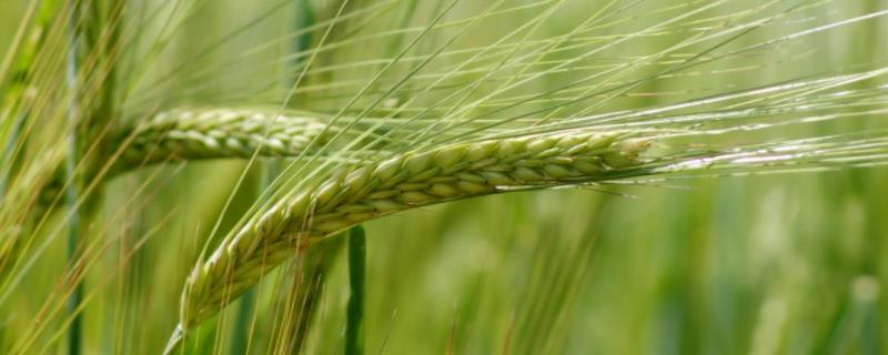 临麦5311小麦种简介，小穗密度密