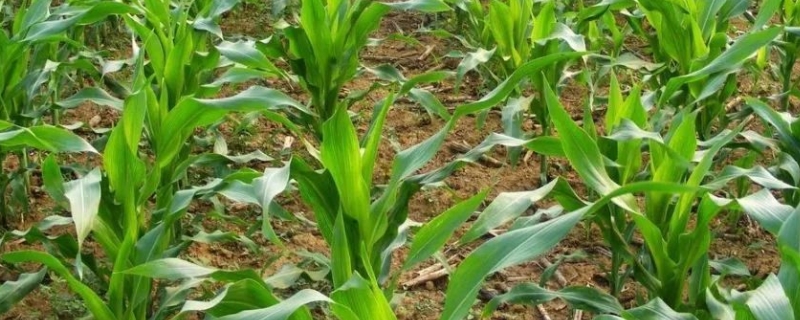 华单136玉米种子简介，适宜播期6月上中旬