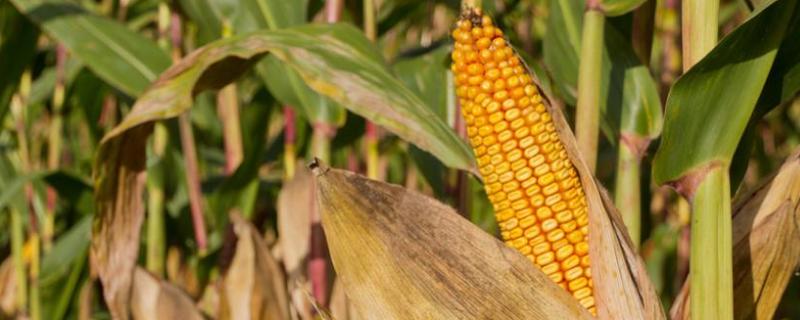 三联399玉米品种的特性，适宜播期4月下旬至5月上旬
