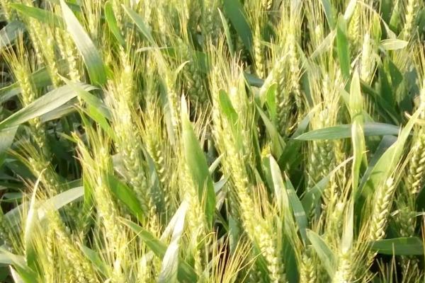 长麦3809小麦品种的特性，适宜播期9月下旬至10月上旬