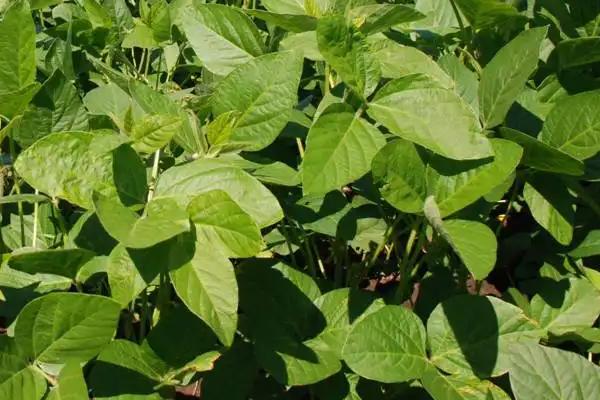 品豆24大豆种子特征特性，适宜播期6月下旬