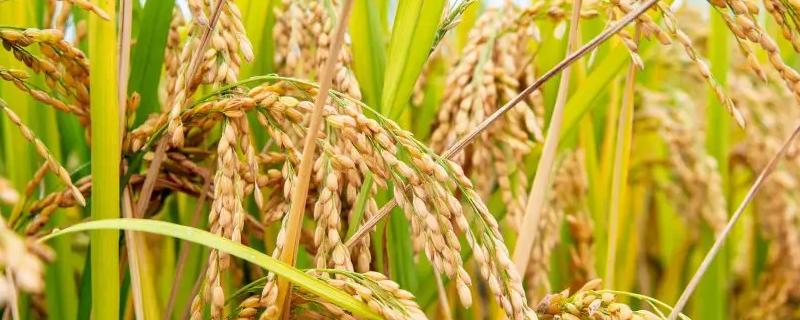 香夏两优8773水稻种子特点，秧田亩播种量10.0千克