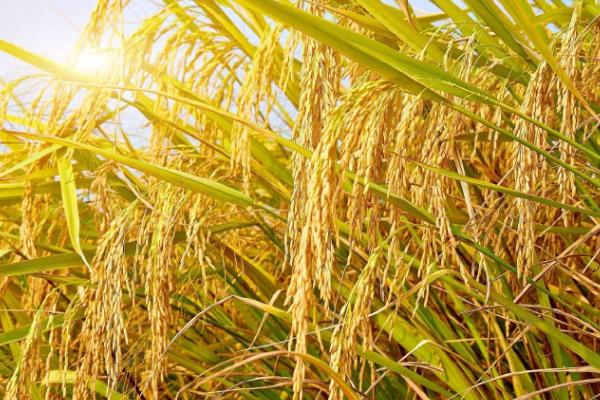 香夏两优8773水稻种子特点，秧田亩播种量10.0千克