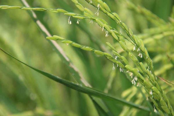 兴湘优1466水稻品种的特性，全生育期114.7天