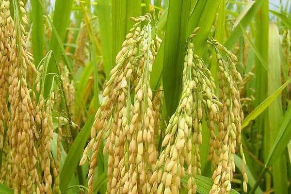创两优5198水稻种子特征特性，秧田亩播种量10.0千克