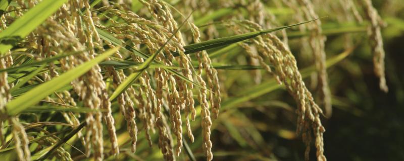 香禾优1482水稻品种简介，籼型三系杂交晚稻中熟品种