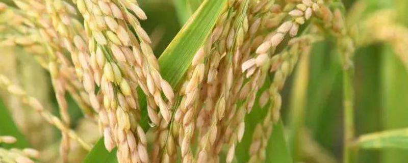 创两优5198水稻种子特征特性，秧田亩播种量10.0千克