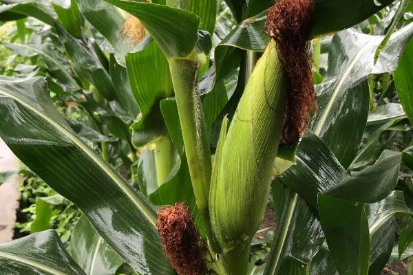 秦玉388玉米种子特征特性，适宜密度为3000株/亩左右