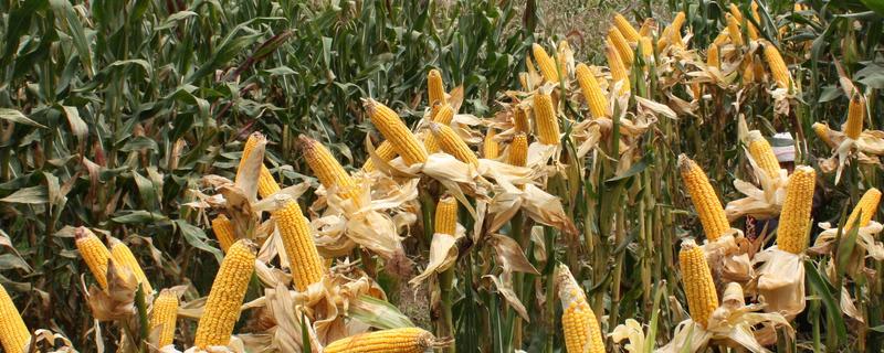 秦玉388玉米种子特征特性，适宜密度为3000株/亩左右