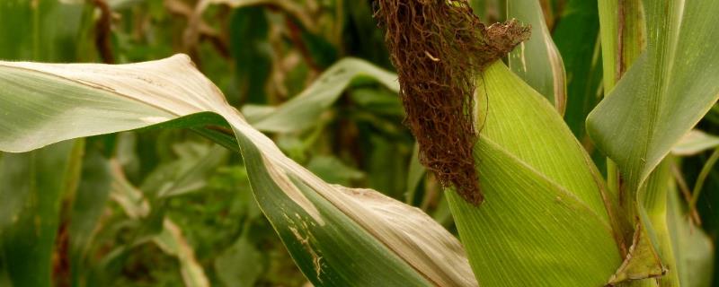 邯玉金环九号玉米品种的特性，适宜播期6月10日～20日