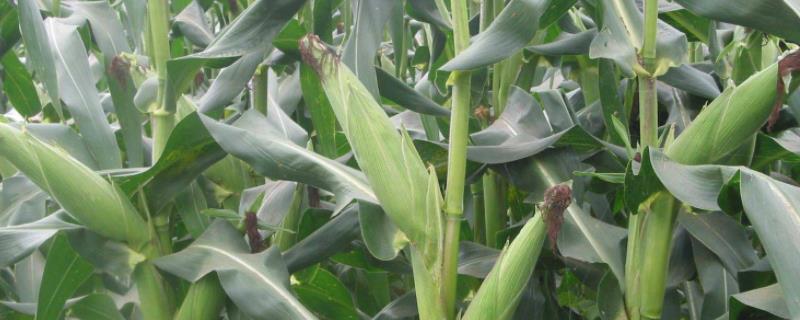 粮源818玉米种子特征特性，适宜播期为6月10日左右