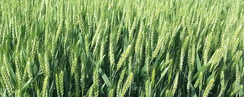 农大753小麦种子介绍，该品种属冬性中熟优质品种
