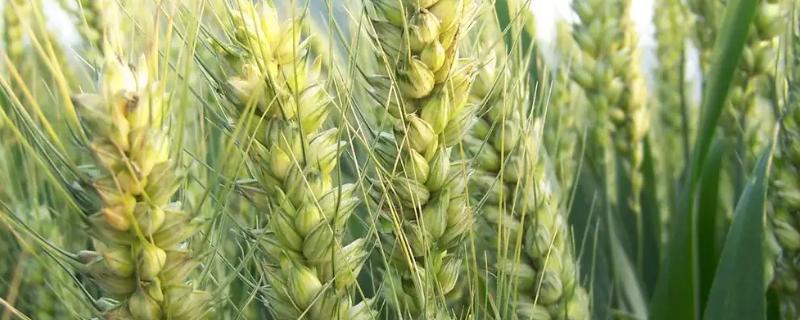 邢麦18号小麦种子特点，该品种属冬性中熟品种