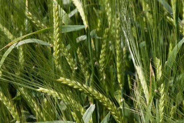 农大753小麦种子介绍，该品种属冬性中熟优质品种