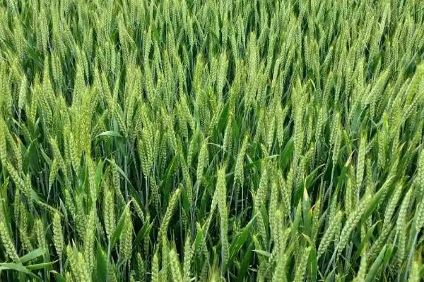 马兰黑小麦1号小麦种子简介，平均生育期239天