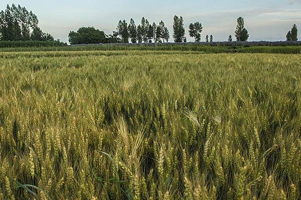 龙堂6号小麦品种的特性，足墒播种