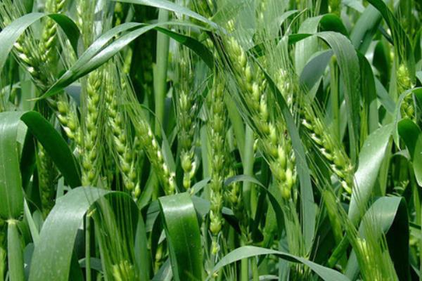 龙堂6号小麦品种的特性，足墒播种