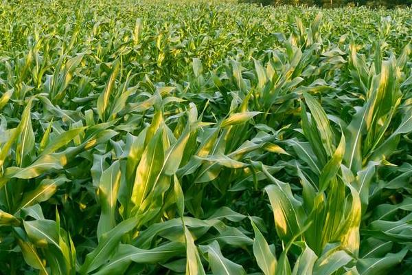 大玉618玉米品种的特性，适宜密度为5000株/亩左右