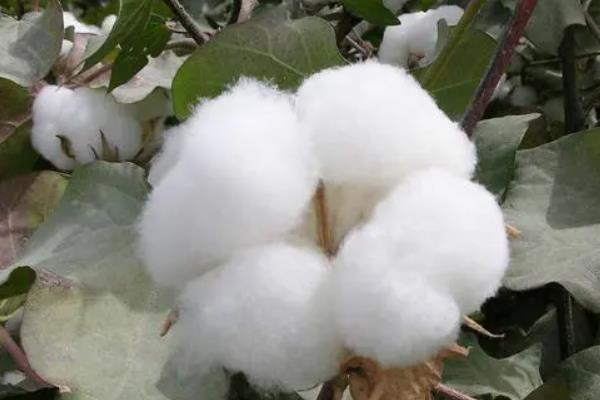 冀棉30棉花品种的特性，覆膜地4月中旬播种