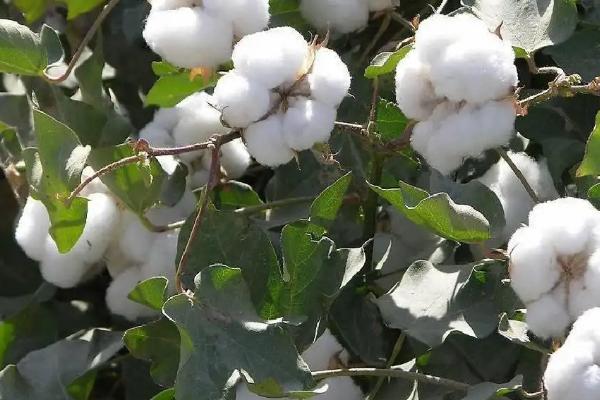 中棉所9A02棉花种子特点，适宜播期为5月20日-30日
