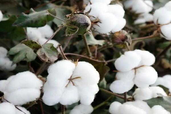 冀棉30棉花品种的特性，覆膜地4月中旬播种