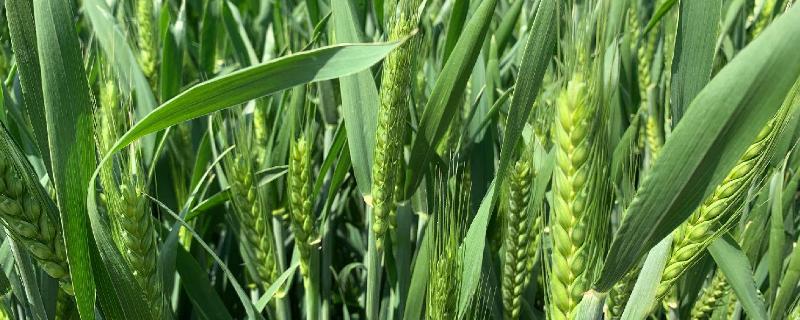 津强8号小麦种子特征特性，足墒播种