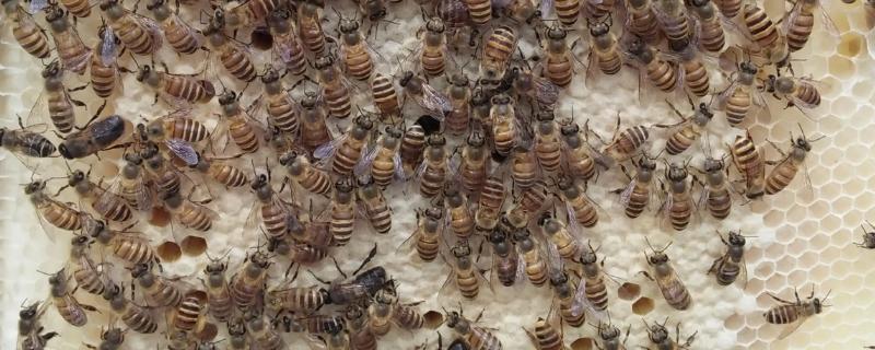 蜂路是什么意思，是指供蜜蜂通行和活动的空间