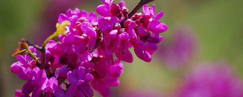 紫荆花的施肥方法，早春、夏季、秋后各施一次腐熟的有机肥