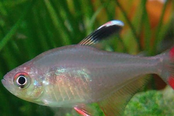 扯旗鱼是什么鱼，是一类小型热带鱼的统称