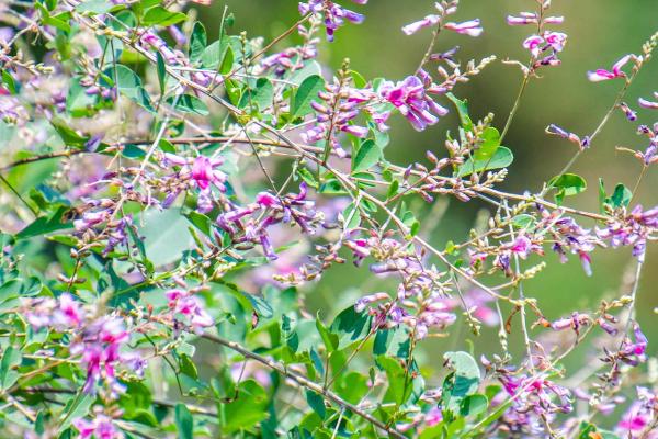 胡枝子蜜是什么蜜，是蜜蜂采集胡枝子花蜜酿制而成的