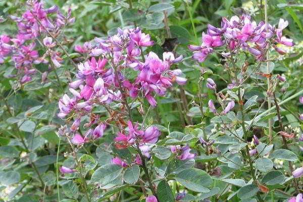 胡枝子蜜是什么蜜，是蜜蜂采集胡枝子花蜜酿制而成的