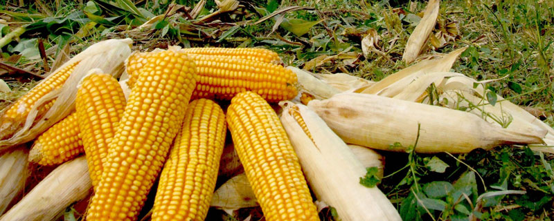 玉龙602玉米种子特征特性，出苗至成熟122天左右