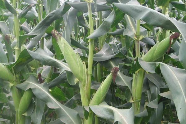 丰州802玉米种简介，出苗至成熟113天左右