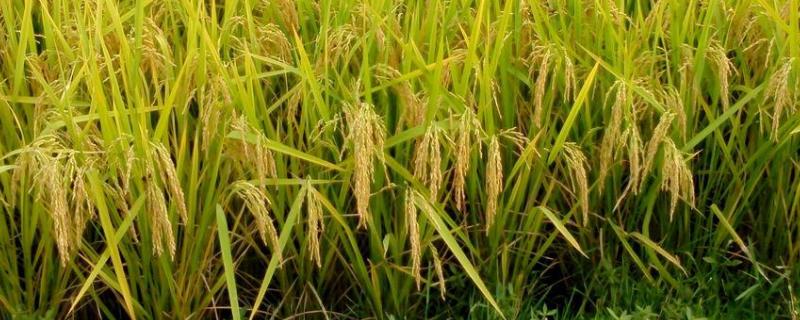 安稻1号水稻种简介，生育期约132天左右