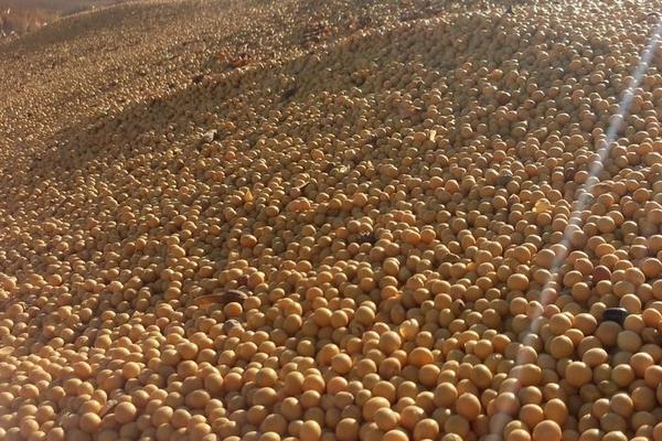 富中豆1大豆种子特征特性，中低肥力地块亩保苗5万株