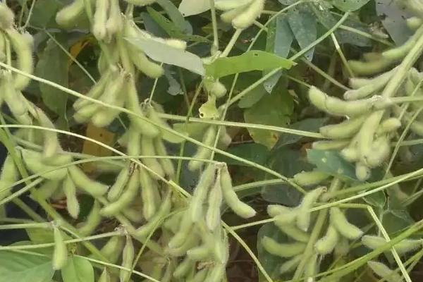 富中豆1大豆种子特征特性，中低肥力地块亩保苗5万株