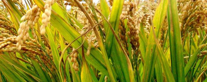 保农5号水稻种简介，5月中旬播种