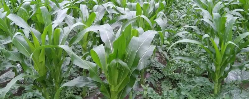 C501玉米种子特征特性，春播出苗至成熟128天