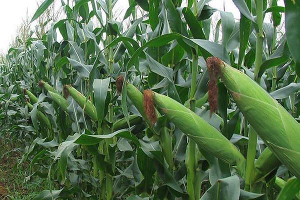 东科301玉米种简介，经鉴定中抗大斑病