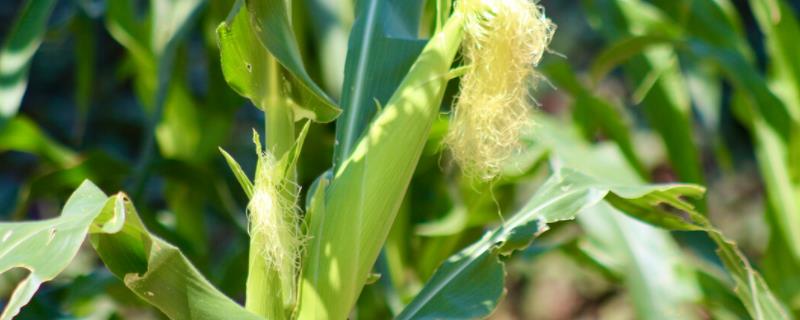 东单904玉米品种的特性，注意防治灰斑病