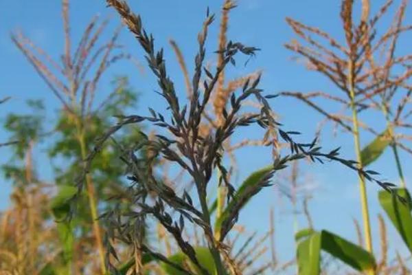 秋喜918玉米种子简介，适宜在肥力中上等的地块种植