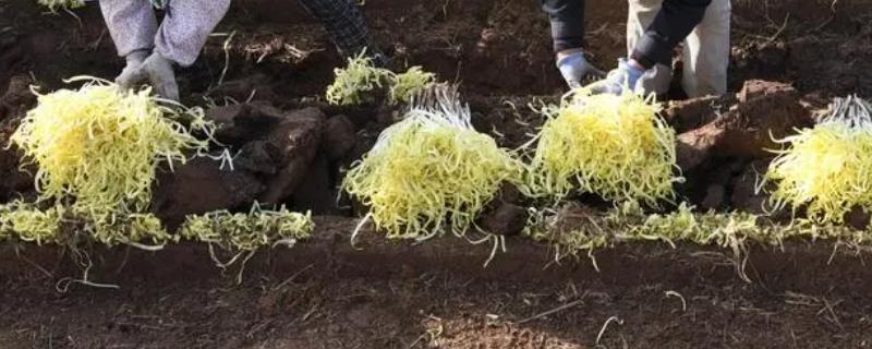 韭黄种植技术，播种前需用温水浸种