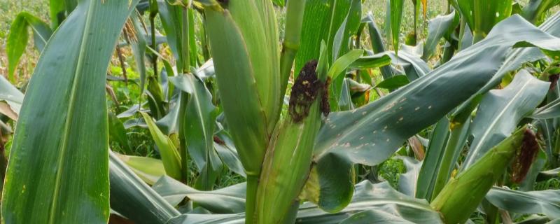 美佳禾538玉米种简介，适宜在肥力中上等的地块种植