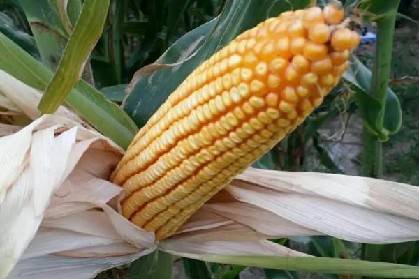 V1688玉米品种的特性，中抗穗腐病